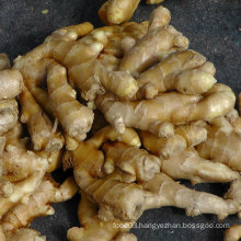 Good Quality Chinese Fresh Ginger for Exporting